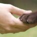 Senado aprueba por unanimidad llevar el bienestar animal a las escuelas