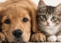 Ley de Bienestar Animal: conoce los cambios para proteger a los animales y qué sigue tras su aprobación en el Senado. | AMEXI/FOTO: RRSS