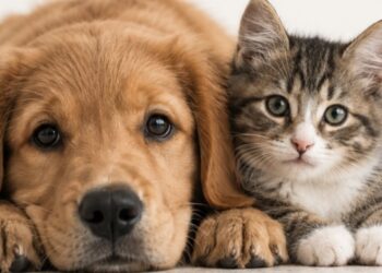 Ley de Bienestar Animal: conoce los cambios para proteger a los animales y qué sigue tras su aprobación en el Senado. | AMEXI/FOTO: RRSS