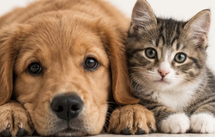 Ley de Bienestar Animal: conoce los cambios para proteger a los animales y qué sigue tras su aprobación en el Senado. | AMEXI/FOTO: RRSS