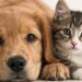 Ley de Bienestar Animal: conoce los cambios para proteger a los animales y qué sigue tras su aprobación en el Senado. | AMEXI/FOTO: RRSS
