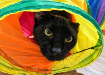 Gatos negros: supersticiones medievales que aún ponen en riesgo a los felinos