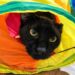 Gatos negros: supersticiones medievales que aún ponen en riesgo a los felinos