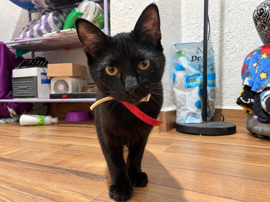 Gatos negros: felino de pelaje negro y ojos ámbar bajo resguardo, en el contexto de las medidas preventivas para proteger a estos animales durante Halloween y Día de Muertos.