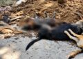 Varios perros sin vida aparecen junto a un montón de tierra en Pijijiapan, Chiapas, tras la denuncia vecinal de un presunto envenenamiento.