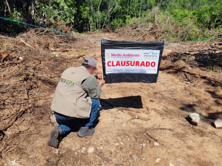 La Profepa clausuró predio en Playa del Carmen, Quintana Roo, tras detectar remoción total de vegetal forestal sin autorización.