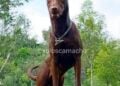 El xoloitzcuintle es declarado Patrimonio Cultural Inmaterial de la CDMX. AMEXI/Foto: @xoloscamacho