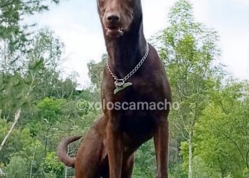 El xoloitzcuintle es declarado Patrimonio Cultural Inmaterial de la CDMX. AMEXI/Foto: @xoloscamacho