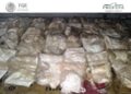 Condenan a traficante de totoaba a cuatro años de prisión