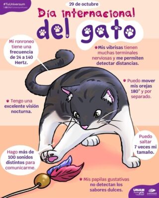 Día Internacional del Gato: ciencia, historia y el peso de un prejuicio milenario. AMEXI/Foto: RRSS
