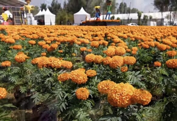 La Jefa de Gobierno de la CDMX, Clara Brugada informó que este año la producción pasó de 6.5 a 10 millones de flores de cempasúchil.