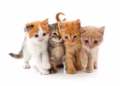 Gatos: de símbolos de protección a compañeros inseparables del ser humano. AMEXI/Foto: RRSS