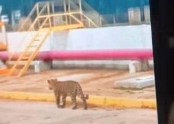 a presencia de un jaguar causó asombro entre los trabajadores del complejo petroquímico Pajaritos de Pemex.