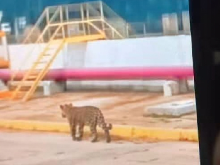 a presencia de un jaguar causó asombro entre los trabajadores del complejo petroquímico Pajaritos de Pemex.