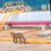 a presencia de un jaguar causó asombro entre los trabajadores del complejo petroquímico Pajaritos de Pemex.