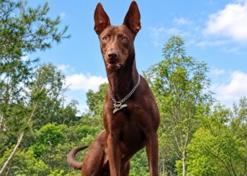 xoloitzcuintle